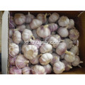 Bawang putih putih normal 5,5 cm dari jinxiang